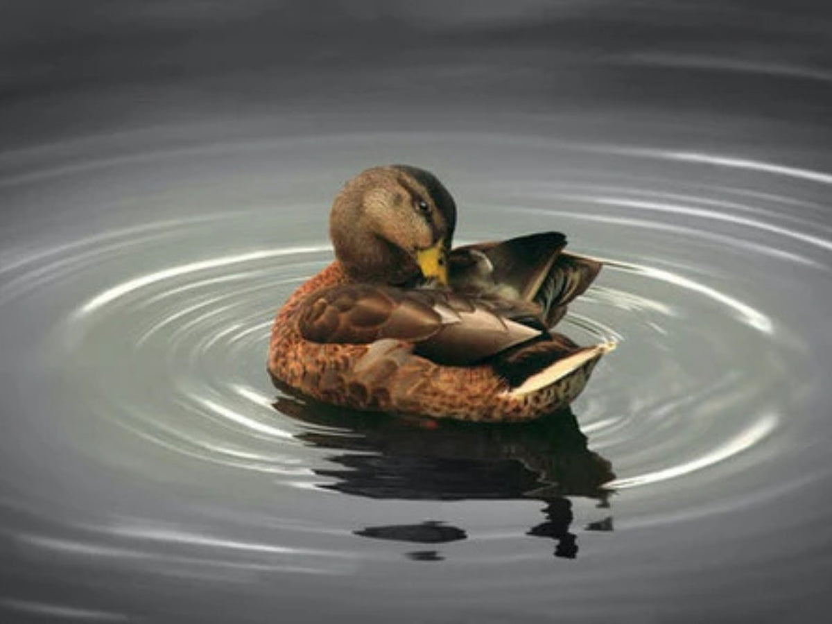 So geht´s: Daunendecken und Daunenkissen richtig waschen